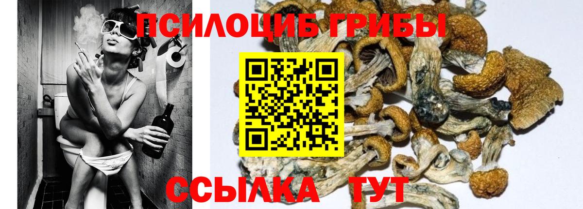 Чебоксары  Псилоцибиновые грибы Cubensis  Вход с VPN 